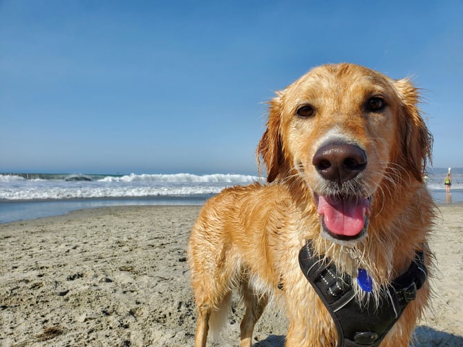 Beyond Pets Allowed: 15 Must-Have Features in a Truly Pet-Friendly Beach Rental