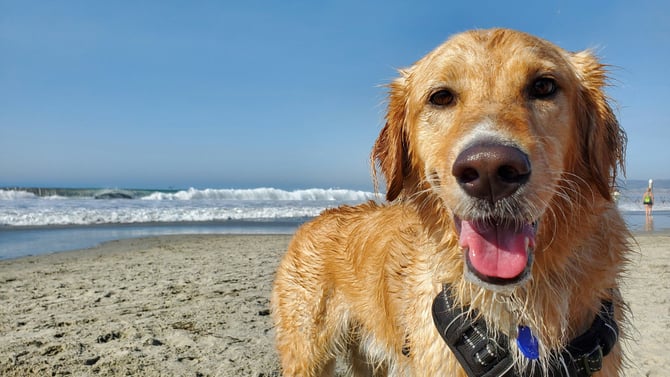 Beyond Pets Allowed: 15 Must-Have Features in a Truly Pet-Friendly Beach Rental